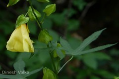 Abelmoschus angulosus var. grandiflorus